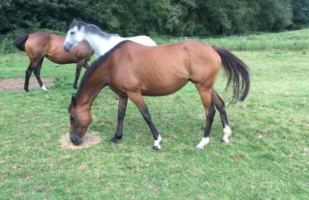 Church Farm - Foto 22