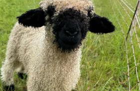 Ferienhof Rüßmann - Foto 46