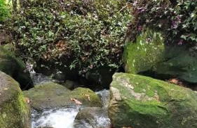 Tékinfin, você chegou! Lindo sítio em Secretário! - Foto 67