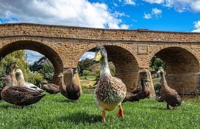 Excursion à Richmond et au Bonorong Wildlife Sanctuary - Photo 1