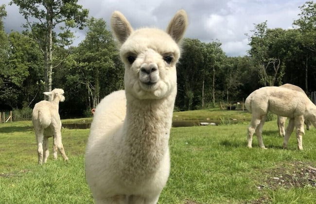 Hazel Cottage - Foto 40