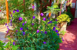 Lilo's Apartments - Foto 39