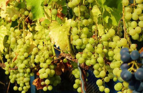 Quartier Rottewitz - Foto 55