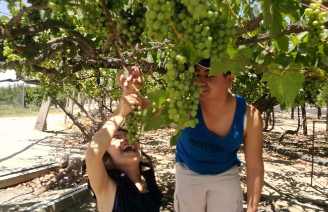Tour del pisco a Tacna - Foto 4