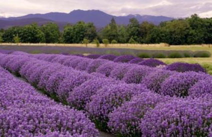 Casa Nolè - Foto 16