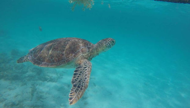 Uma das tartarugas-marinhas que habitam a baía de Akumal