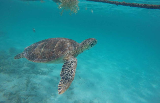 Nado con tortugas en la bahía de Akumal - Foto 2