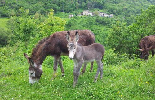 Agriturismo Cà Sonino - Photo 11