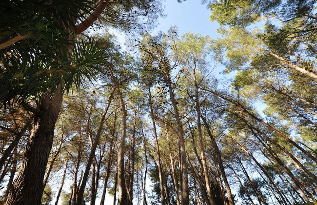 Masseria Frassaniti - Foto 31