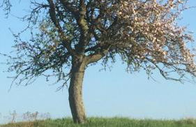 Sunshine Cottage - Foto 28