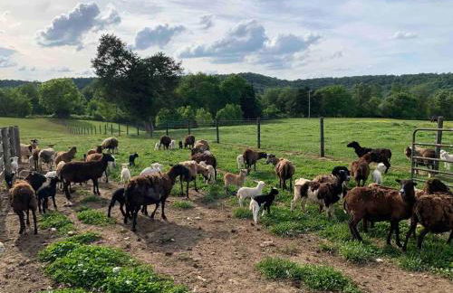 Cozy Farmhouse near Mammoth Cave on 45 acre farm - Foto 31