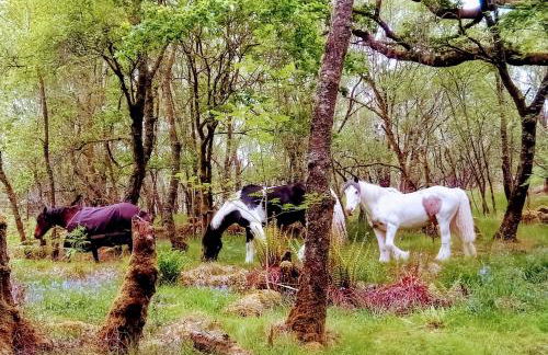 Granite Croft - Foto 23