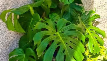 El Caprichito a 200 metros de la playa! - Foto 5, Garden