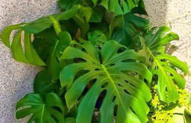 El Caprichito a 200 metros de la playa! - Foto 5