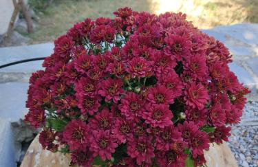 Villa Appetite - Photo 52