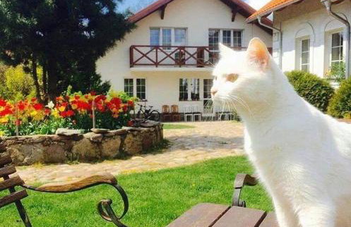 agroturystyka Orzechowe Wzgórze - Foto 16