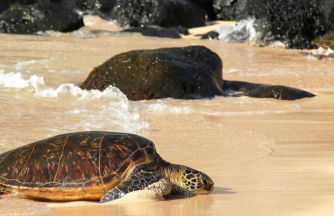 Kapalua Ridge Villas 1414 - Foto 31