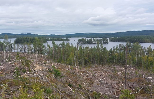 Forest Family Home - Foto 46