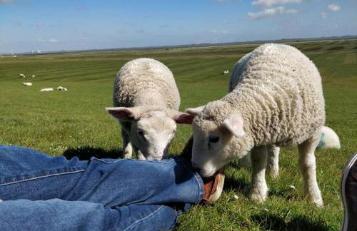 Auszeit II am Deich auf Nordstrand - Foto 2