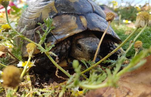 Kerkini's Harmony House - Foto 42