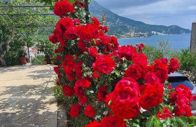 ĆOSIĆ APARTMANI IGRANE - Photo 22