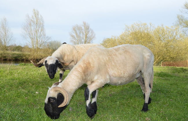 Tranquil Holiday Home in Winsen near River - Foto 23