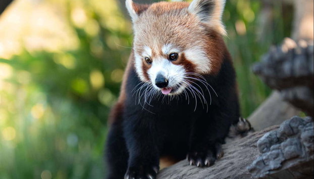 Excursão ao Australia Zoo - Foto 3, Um panda vermelho no Australia Zoo