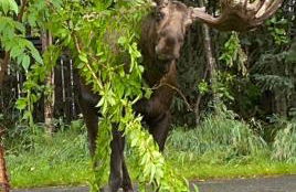 The Chugach at 1400K - Foto 23
