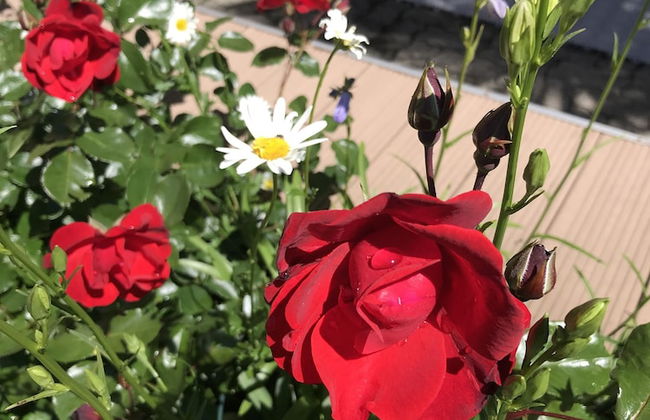 Minusio-Locarno Navengana Apt. 3 - Foto 12