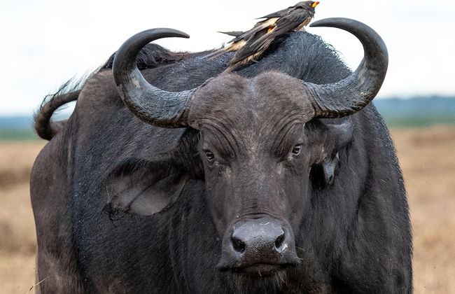 Rafiki Village - Foto 47