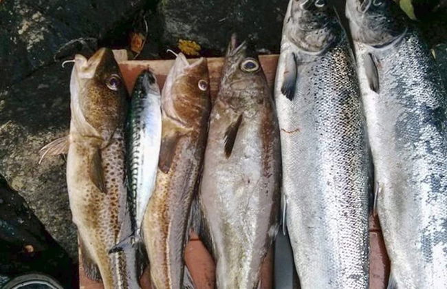 6 Person Holiday Home in Lonevag-by Traum - Foto 19