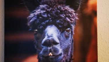 Ferienwohnung Alpakahof - Foto 4