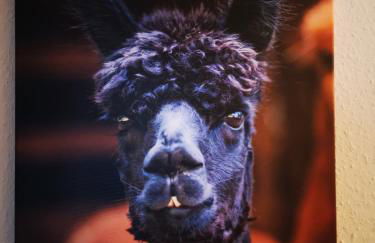 Ferienwohnung Alpakahof - Foto 4