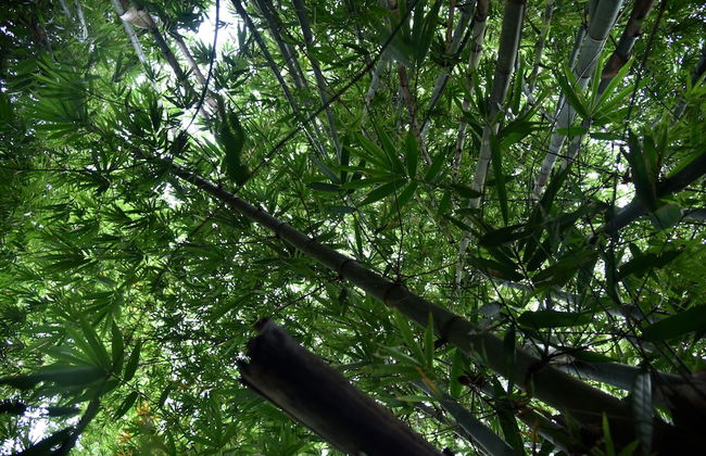 The Country House - Foto 33