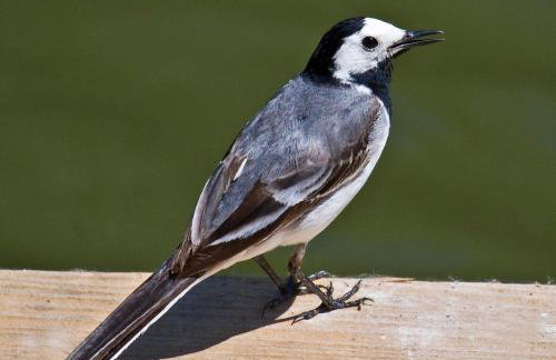 Withi-Gill - Cottage - Bay of Ireland Views - Foto 25