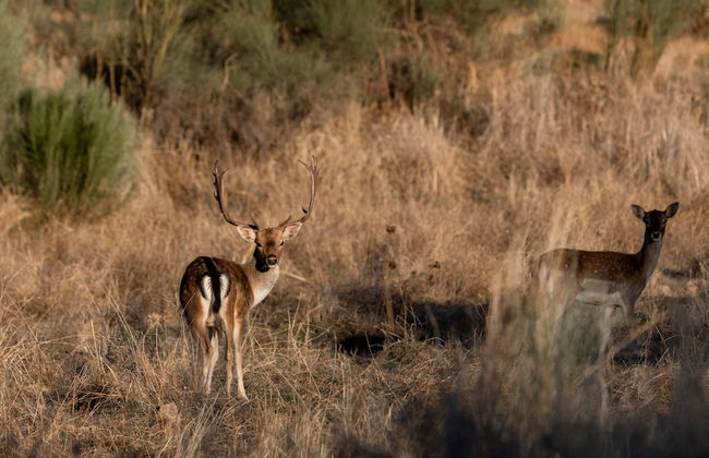 Herdade dos Abegões - Foto 26