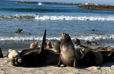 Channel Islands Beach Retreat - Photo 13