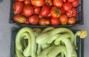 Agriturismo a Canonica - Foto 16