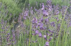 Agroturystyka Zaborski Sad - Foto 47