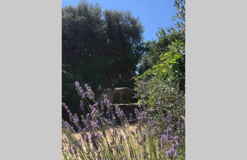 Ma petite cabane Gites des oliviers - Foto 7