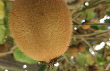 A Casa dos Avós - Alojamento Local - Foto 52