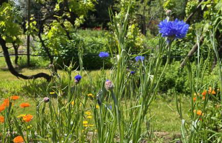 Quinta da Mata de Baixo - Foto 22