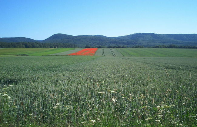 Ferienwohnung Stricker Bad Sachsa - Foto 7