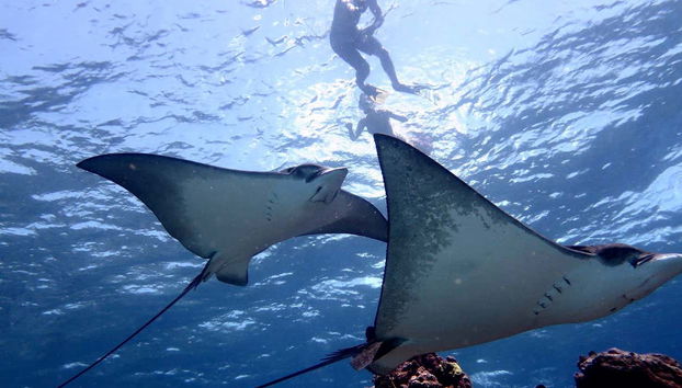 Fauna Coralina Snorkelling Activity - Photo 2