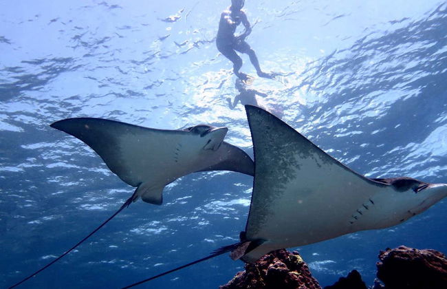 Snorkeling à San Andrés - Photo 2