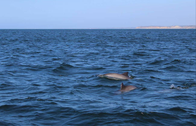 Observation de dauphins à Lagos - Photo 9