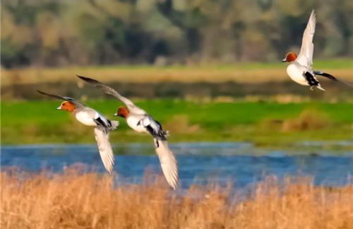Ian's Cottage, Wedmore - country cottage for two - Foto 29