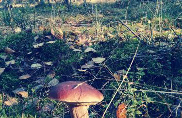 Mazurska Niwa - Foto 9