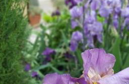 Villa Costanza Appartamento con balcone e vista giardino - Foto 26