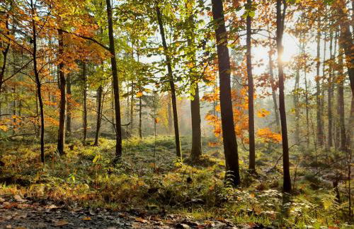 Haus am GoldSteig - Zentral, Ruhig Stadtnah - Top Anbindung - Biergarten und Pizzeria direkt vor der Tür - Photo 37